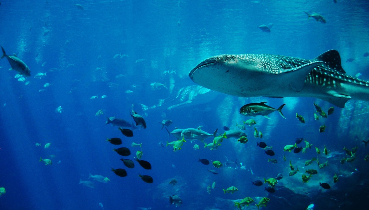 日本でジンベエザメがいる水族館はどこ?