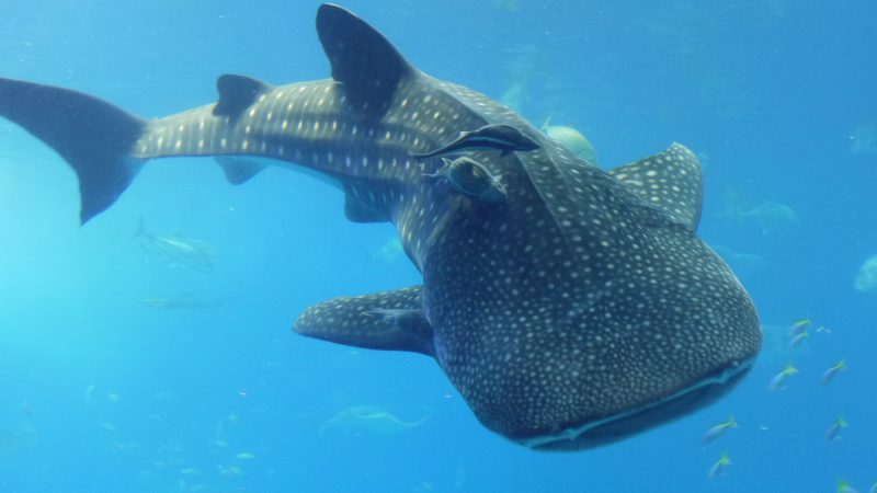 ジンベエザメって英語でなんて言う？水族館・サメ・世界最大の魚まで英語で解説！