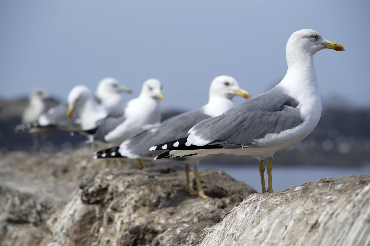 birds of a feather
