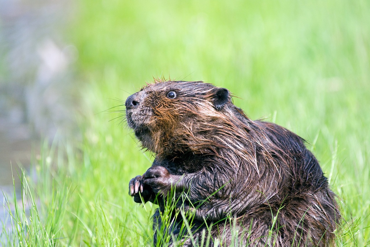 busy as a beaver