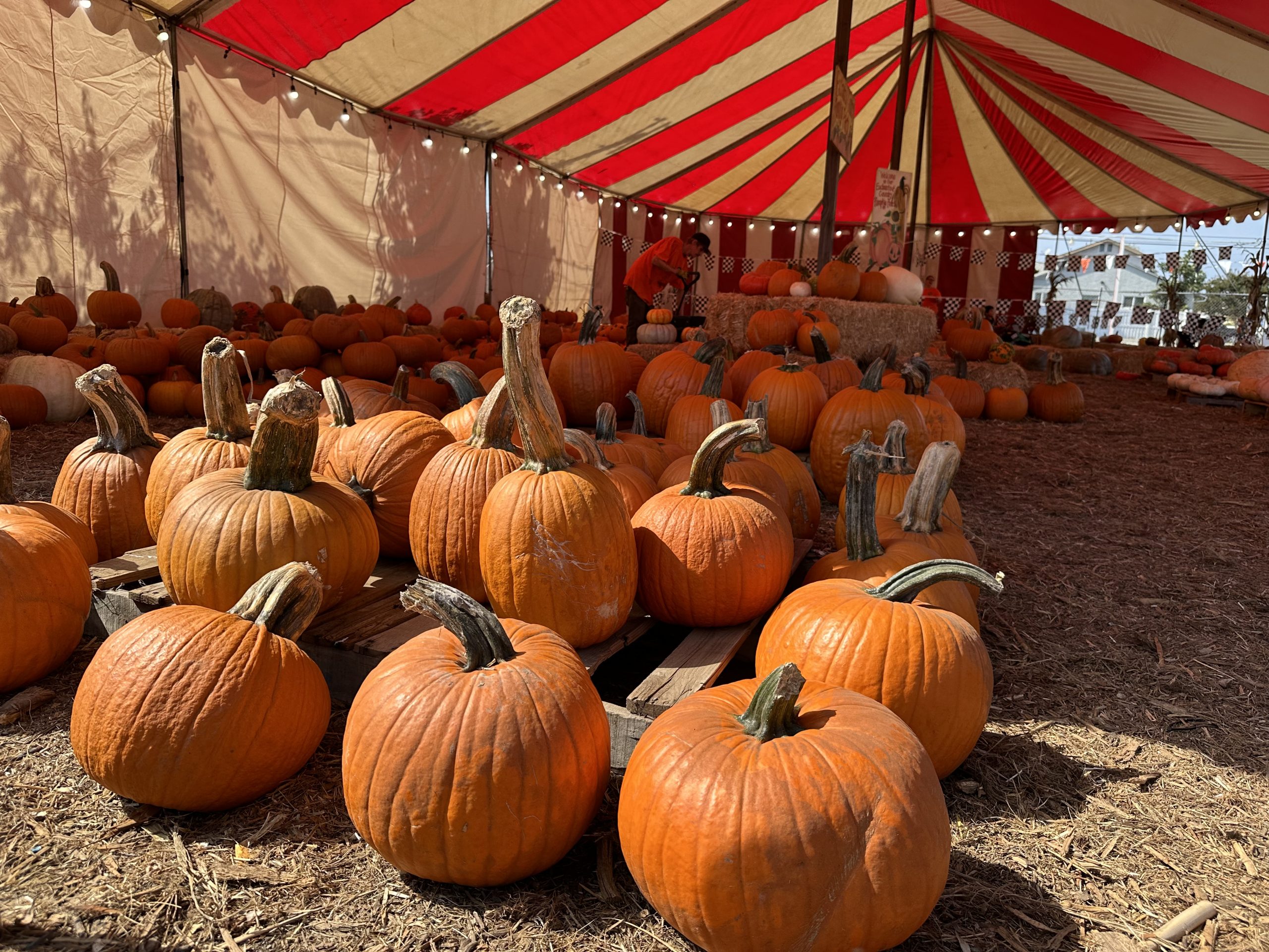 そもそもPumpkin Patchって？