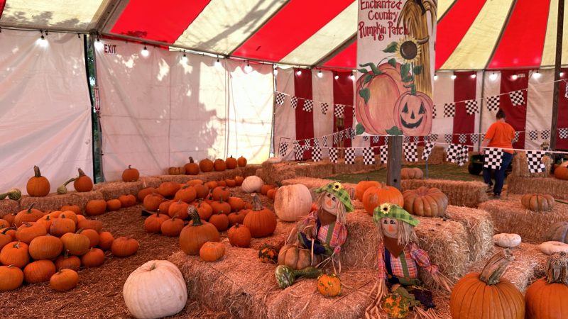 LAでハロウィンを体験！パンプキンパッチって？子供が無料でお菓子やTOYがもらえるシーズン