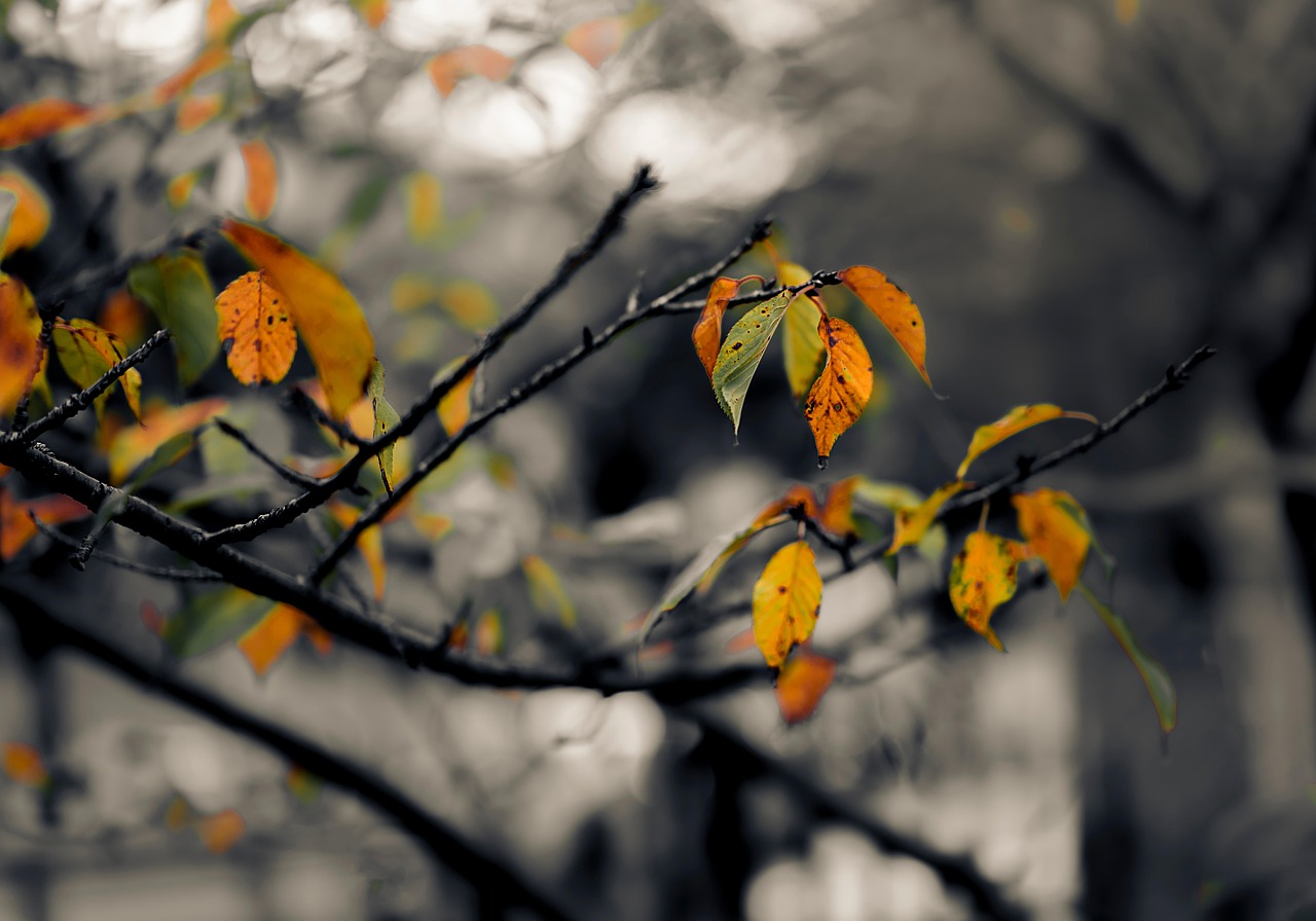 4．枝は “a branch” と数える