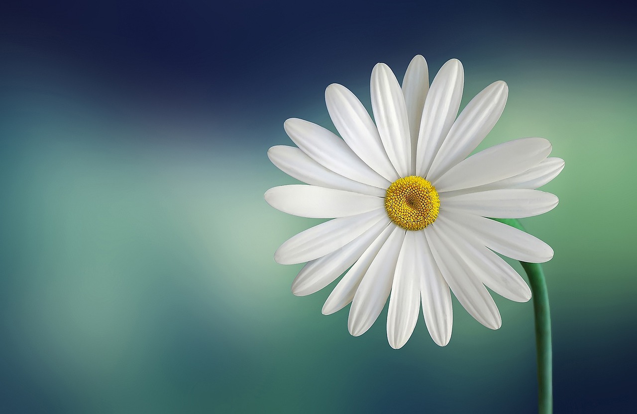 1．まずは「花1輪」を英語でどう数える？