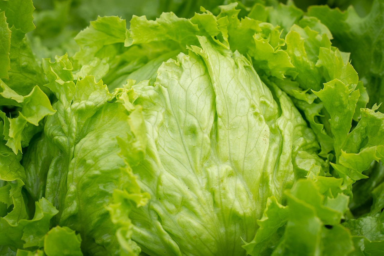 1. a head of lettuce：レタス1玉