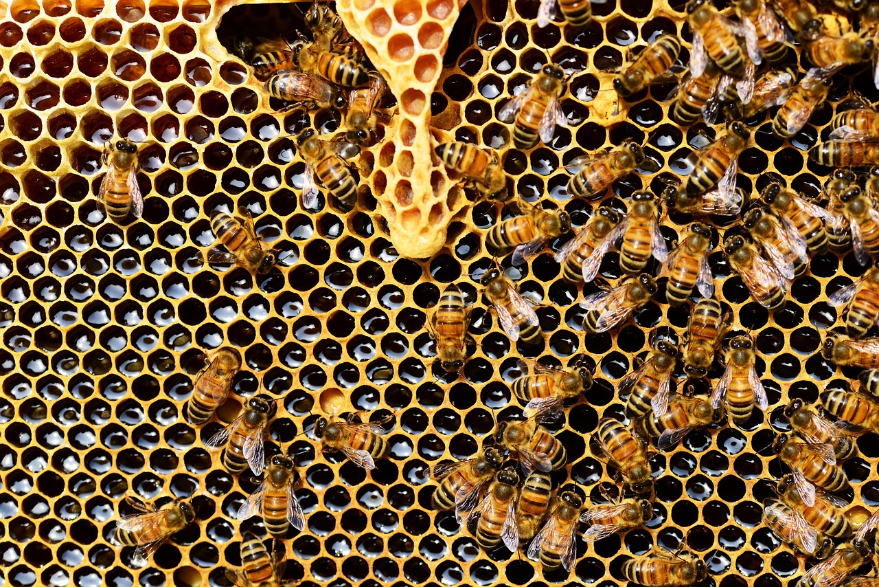 12.a hive of bees:ハチの巣・ハチの集団