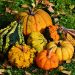 かぼちゃは英語でなんて言う？「pumkin」じゃない？